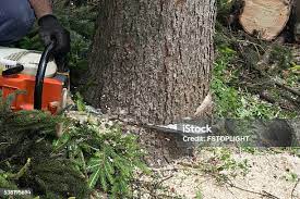 Best Tree Risk Assessment  in Medfd, OR