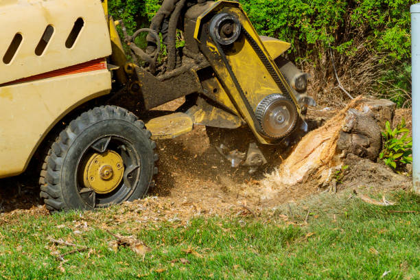 Best Utility Line Clearance  in Medfd, OR