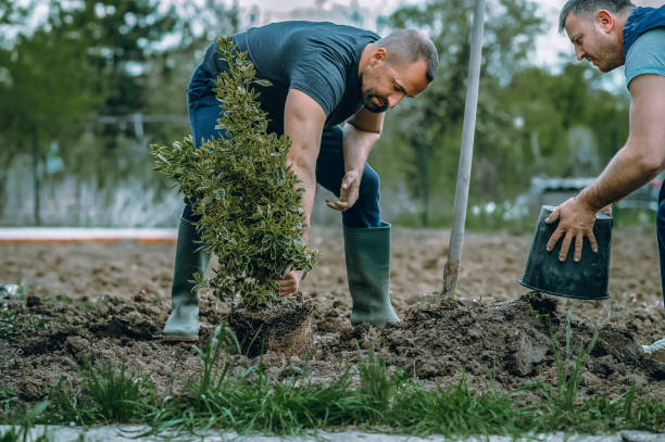 Best Pest Control for Lawns  in Medfd, OR