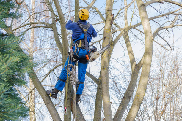 Best Emergency Tree Removal  in Medfd, OR