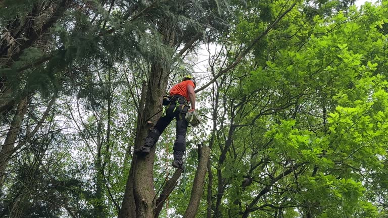 Best Tree Mulching  in Medfd, OR