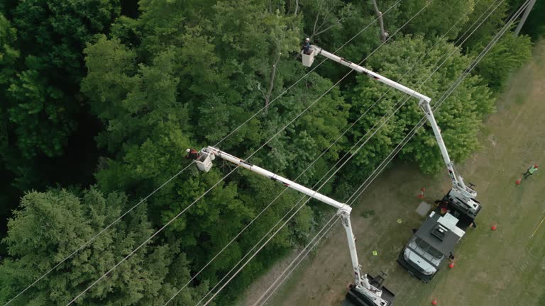 Trusted Medford, OR Tree Services Experts