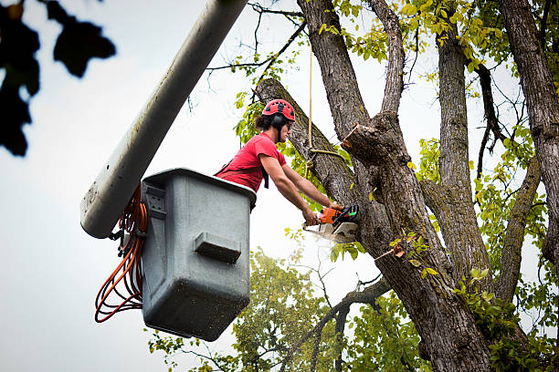 Best Tree Preservation Services  in Medfd, OR