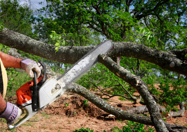 Best Storm Damage Tree Cleanup  in Medfd, OR